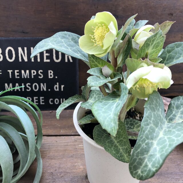 楽天市場】珍しい クリスマスローズ原種 クロアチカス苗/販売/通販