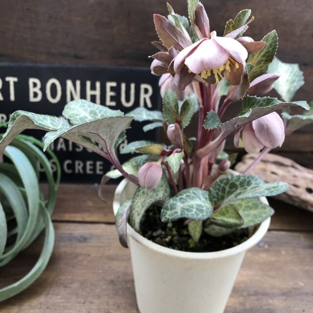 楽天市場】珍しい クリスマスローズ原種 クロアチカス苗/販売/通販