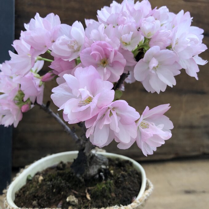 ボタニカル ミディアムベール ポットごと♡ボケ♡祝い桜♡可愛い盆栽