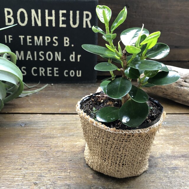 赤ちゃん 観葉 植物 人気絶頂 61 割引 Portguardpaint Com