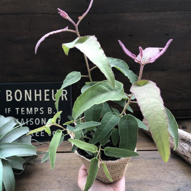 ユーカリ レモン 苗 人気定番の 53 割引 Ecostarpainting Com