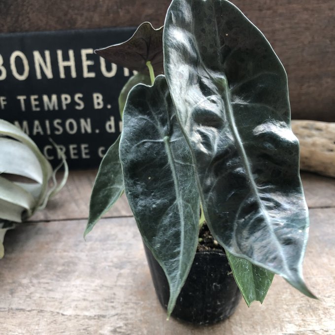アロカシア グリーンユニコーン② _ 『 アロカシア・グリーンユニコーン 』 Alocasia 'Green