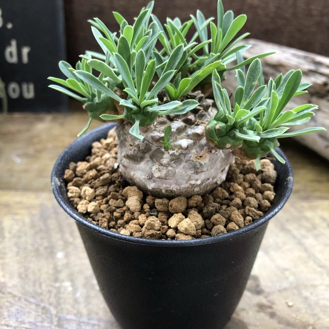 楽天市場】多肉植物 caエリオスペルマム ドレゲイ 実生 ケープバルブ