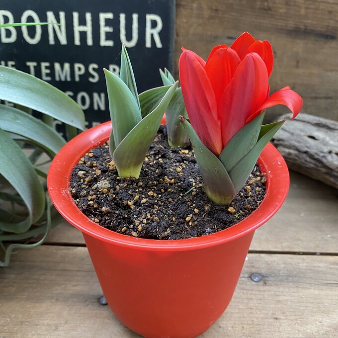 楽天市場】【赤いチューリップ4号】もうすぐ開花♪咲く前の蕾みも