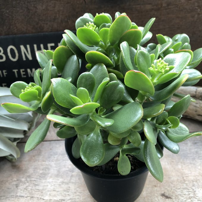 【18年物!!】多肉植物　金のなる木 楽天市場】【金のなる木 4号】☆ 花月 成金草 冨 幸運を招く 多肉植物