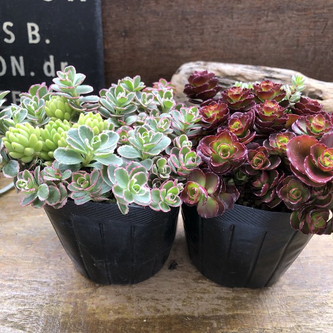 多肉植物 斑入りセダム ミルクゥージ 正規品ラベル付 抜き苗 【公式通販】