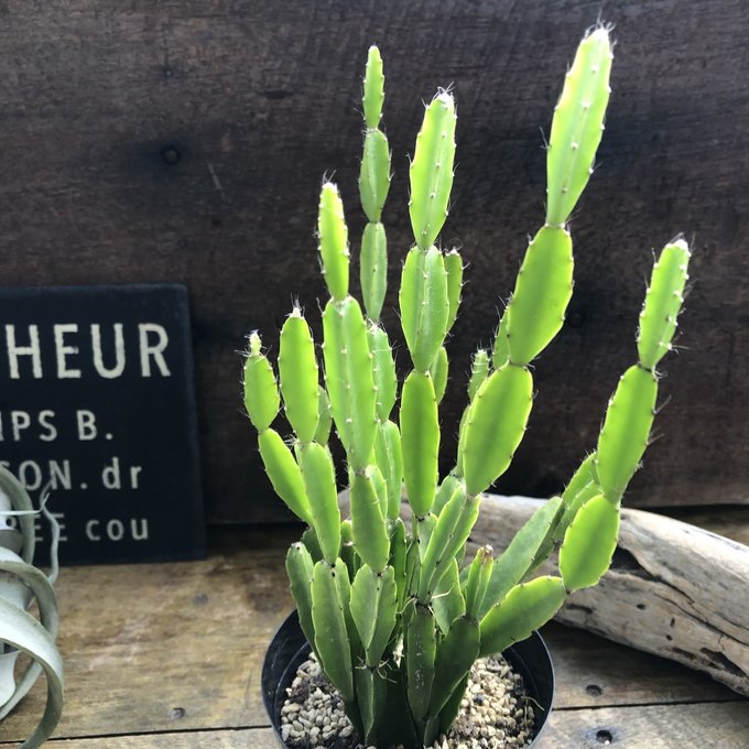 楽天市場】caツルビニカルプス グラキリス 0918-13 2.5号鉢 サボテン