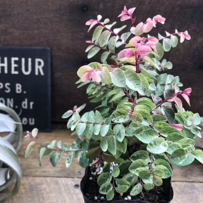 楽天市場】おしゃれ 観葉植物：斑入り ハスノハギリ ラブリーハート