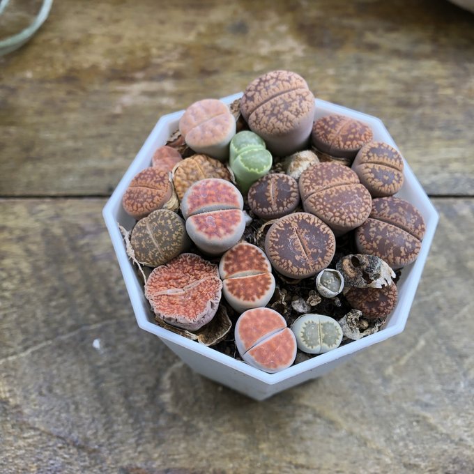 楽天市場】多肉植物 リトープス 大観玉 6cmポット 観葉植物 インテリア