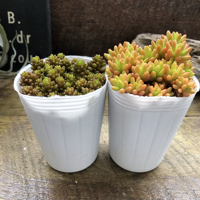楽天市場】多肉植物 abオフタルモフィルム 風鈴玉 多肉植物 2号ポット