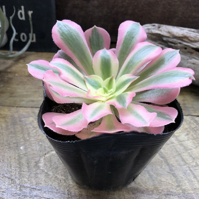 41#多肉植物アエオニウム錦❤️ シャネル ❤️1頭12cm拨き苗 楽天市場】レア品種 アエオニウム シャネル錦 3号サイズ POT苗