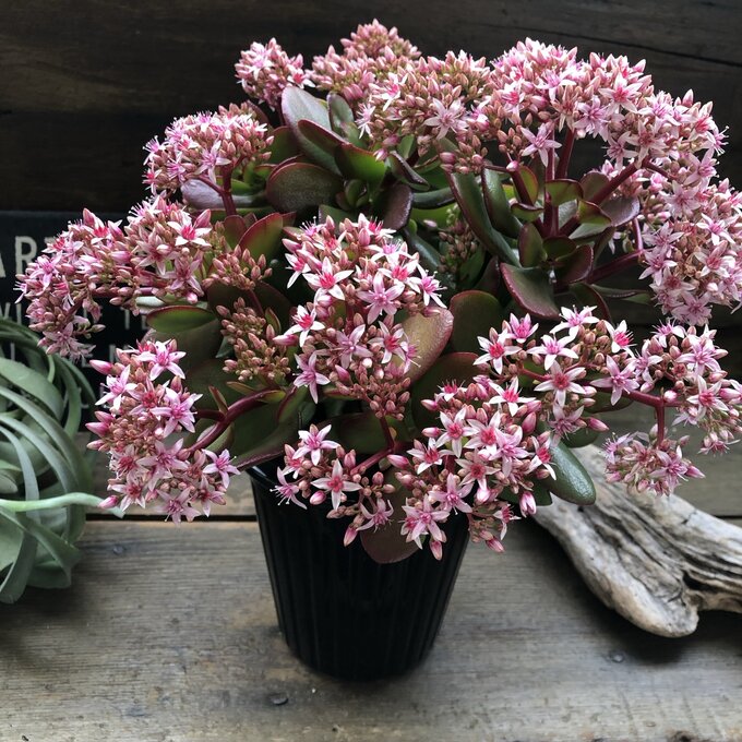 楽天市場】縁起の良い職部で金運アップだ2025年金のなる木 苗 プラ鉢