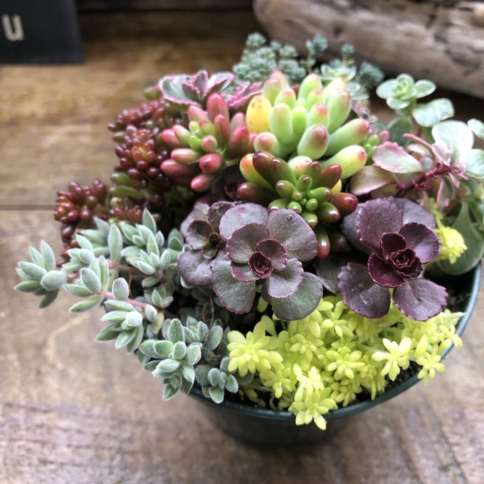 多肉植物 寄せ植え 軽石鉢 エケベリア セダム ネルソル なし ロックガーデン 多肉植物 寄せ植え 軽石鉢 エケベリア セダム ネルソル なし ロック