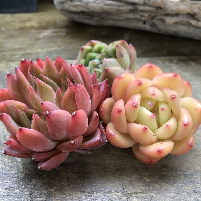 楽天市場】エケベリア サブセシリス 多肉植物 3.5号サイズ 鉢植え