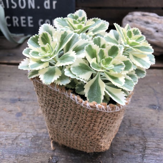 楽天市場】【 水色バニーカクタス 】☆ ｜ウチワサボテン 白桃扇