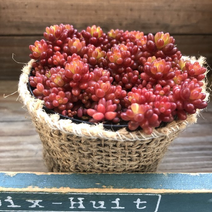 楽天市場】多肉植物 abオフタルモフィルム 風鈴玉 多肉植物 2号ポット