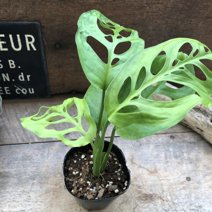 楽天市場】観葉植物：モンステラ エスケレート*5号 吊り鉢 Monstera