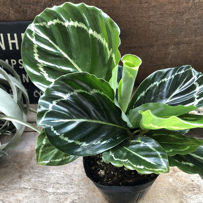 楽天市場】モンステラ 『バールマルクスフレーム』 希少品種 切れ込み