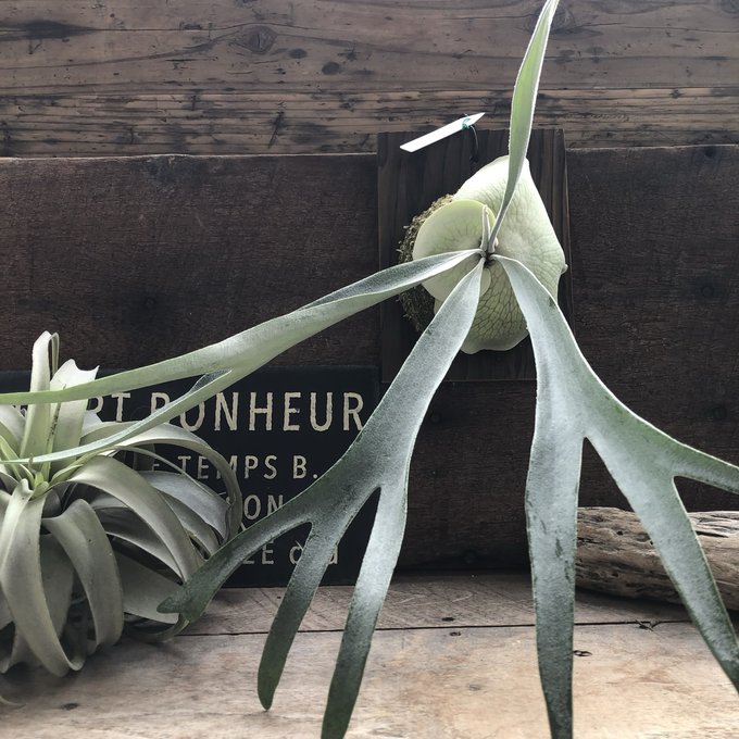 楽天市場】エキゾチカ ホログラム スキンダプサス 希少 観葉植物