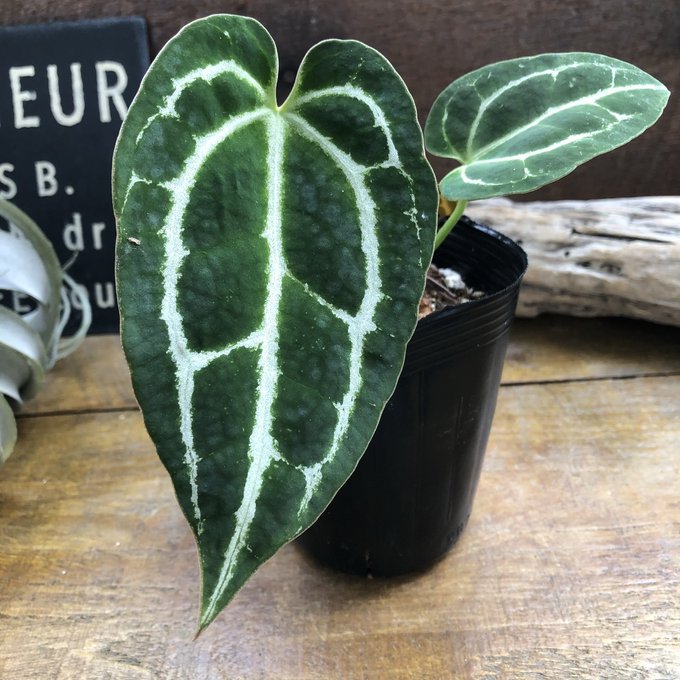 楽天市場】アンスリウム レッドクリスタリナムAnthurium 'Red