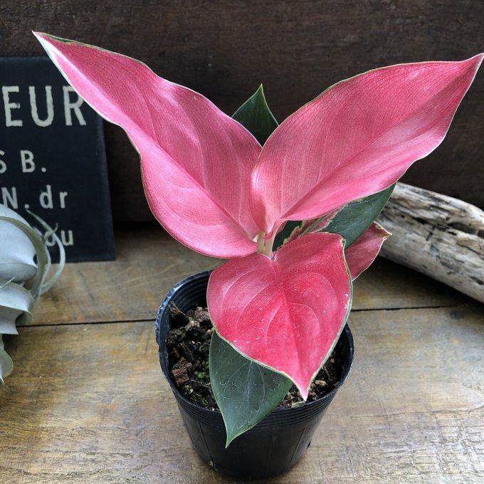 楽天市場】【アグラオネマ ロッソ】☆ 幸せを招く宝石 観葉植物