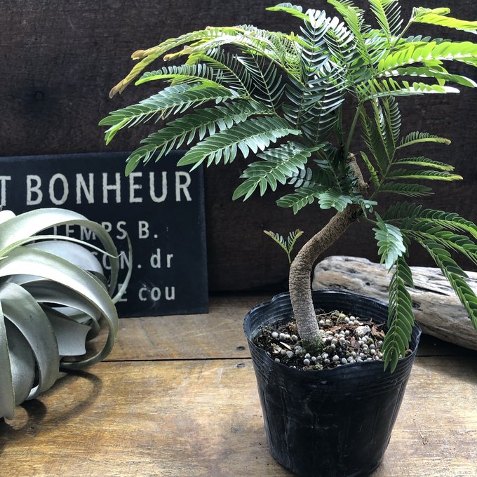 楽天市場】エバーフレッシュ 曲がり 7号 ねむの木 観葉植物 インテリア