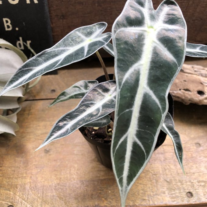 希少 アロカシア ジャックリン オーレア 楽天市場】唯一無二のユニークさ！アロカシア・ジャックリン観葉植物 3