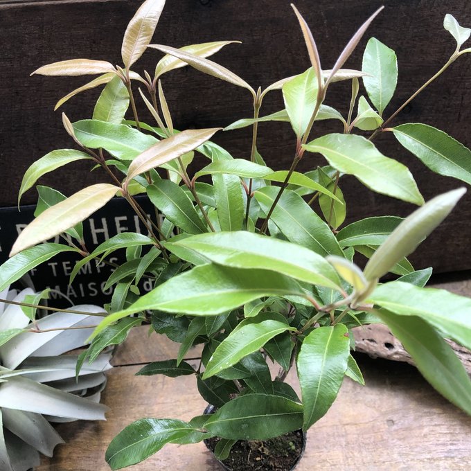 【大型♥3株】クロトン トビハ 飛び葉 クロトン：トビハ(飛び葉) 6号鉢植え の通販 | 園芸ネット