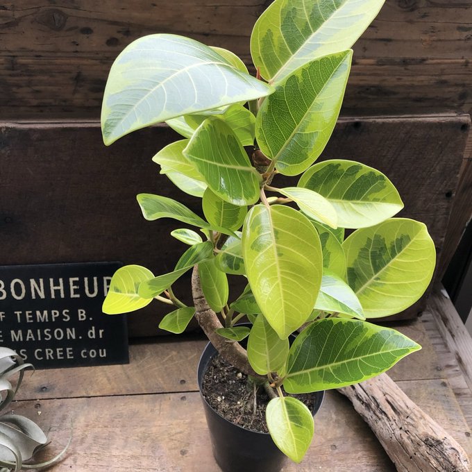 楽天市場】観葉植物 フィカス アルテシマ ゴムの木 7号鉢 アルテシーマ