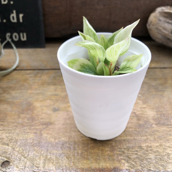 楽天市場】【バーキン】☆ 希少 フィロデンドロン 斑入り 観葉植物