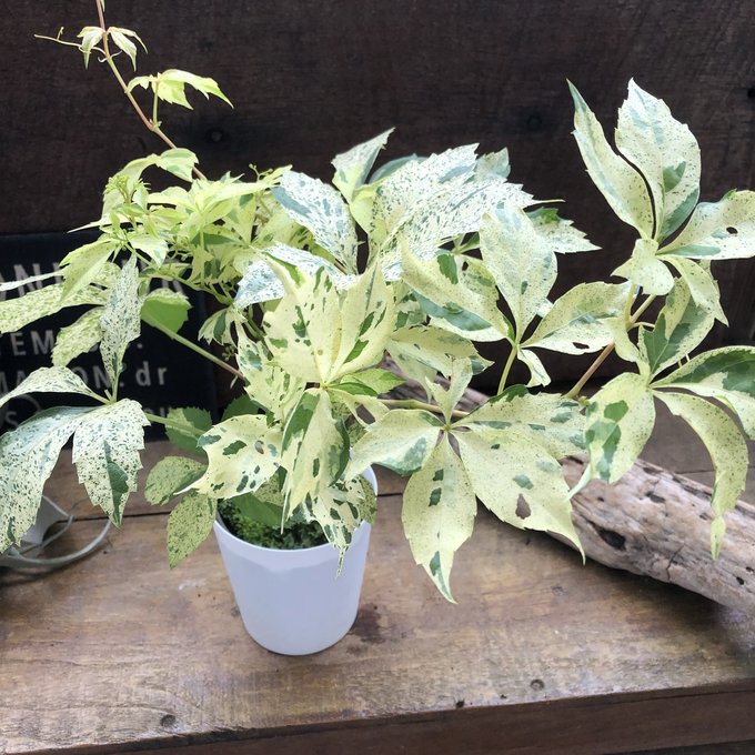 【大型♥3株】クロトン トビハ 飛び葉 クロトン：トビハ(飛び葉) 6号鉢植え の通販 | 園芸ネット