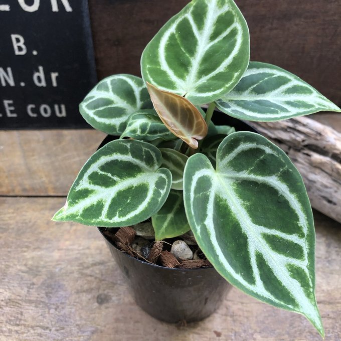 楽天市場】アンスリウム ミシェル Anthurium Michelle by Docblock