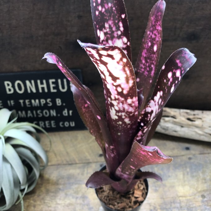 ビルベルギア スターダスト② 抜き苗 タンクブロメリア 観葉植物 ビルベルギア スターダスト 観葉植物 抜き苗 タンクブロメリア