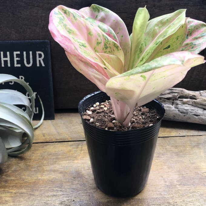 ★ポットごと♡スキンダプサス ピクタス マヤリ スキンダプサス ピクタス マヤリ Scindapsus Pictus variegata