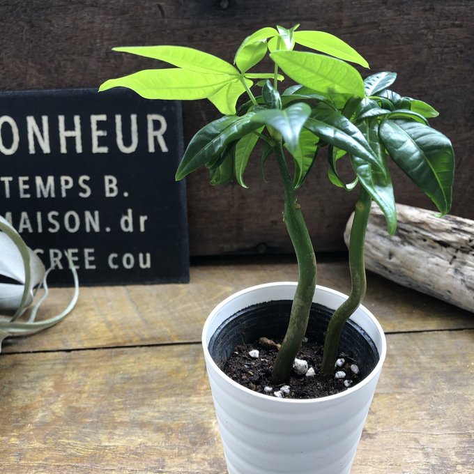 楽天市場】パキラ実生 かわいい 観葉植物 : パリジェンヌ