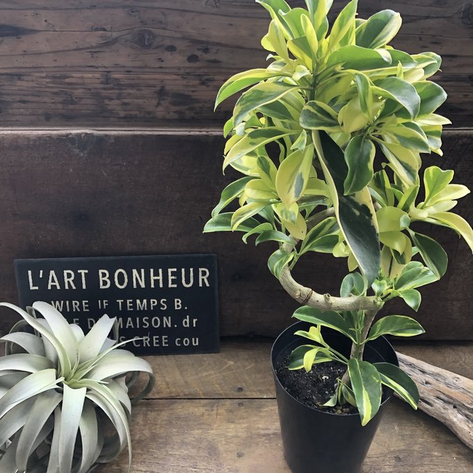 楽天市場】フィカス スノーストーム 希少 パセーリー 観葉植物 : パリ