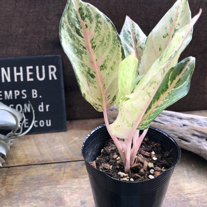 超希少❗️アグラオネマパールオブタイランド新葉展開中✨️ 商品 | 希少植物の販売 アグラオネマ専門販売店 『アグラオネマ