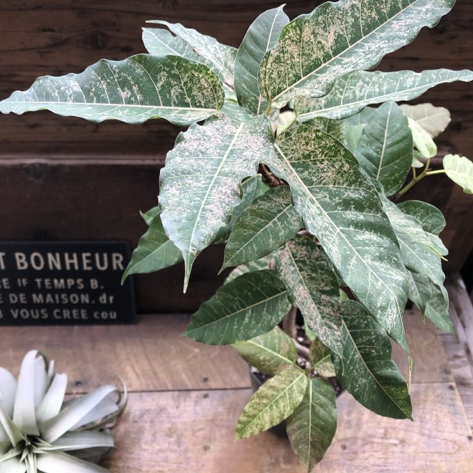 楽天市場】【バーキン】☆ 希少 フィロデンドロン 斑入り 観葉植物