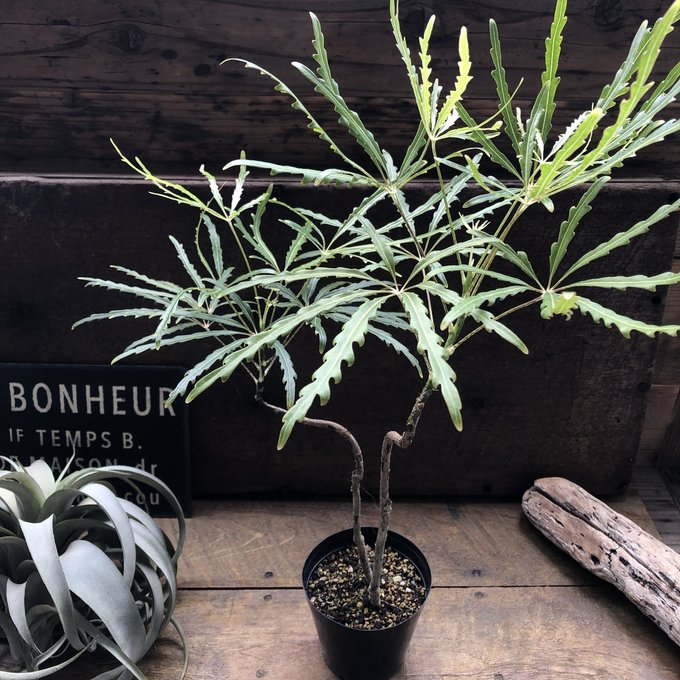 楽天市場】ボトルツリー おしゃれな観葉植物 ブラキキトン インテリア