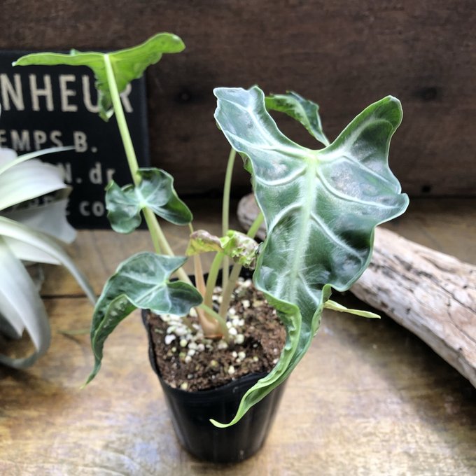 楽天市場】観葉植物：アロエ トンガエンシス メデューサ*大型