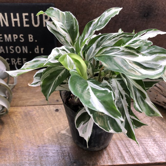 楽天市場】【バーキン】☆ 希少 フィロデンドロン 斑入り 観葉植物