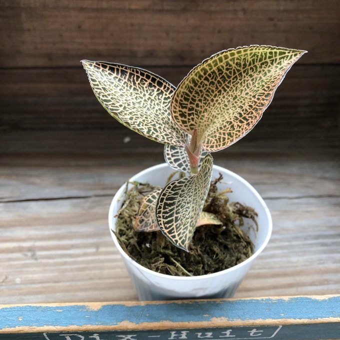 楽天市場】アネクトキルス ロクスバーギー バリエガータ (ジュエル