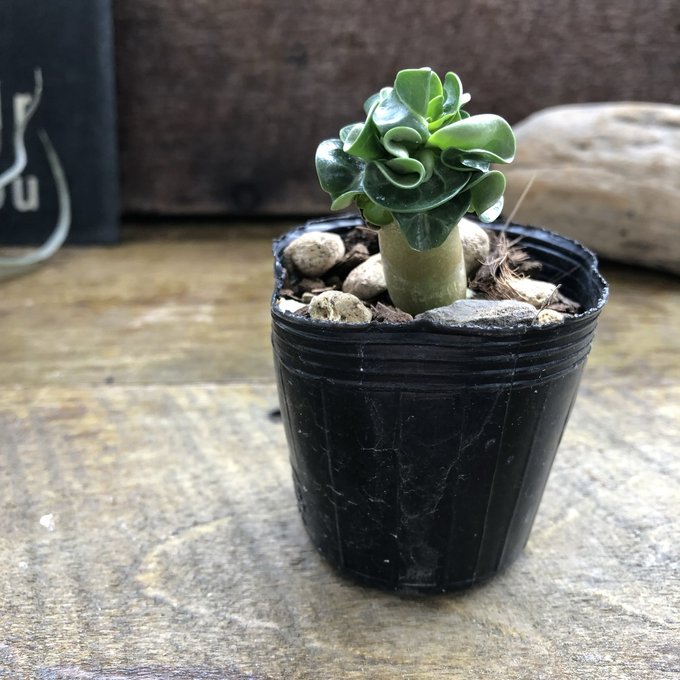 a51 アデニウム ドワーフ タコ足 塊根植物 コーデックス アラビカム g57 アデニウム ドワーフ タコ足 根上り 大型 塊根植物