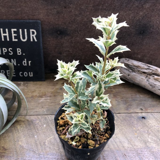 イランイラン鉢植え　開花中　蕾多数　26-2 イランイラン鉢植え 開花中 蕾多数 26-2 イランイランの木【花木