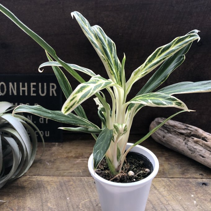 アグラオネマ 人工観葉植物】MAGIQ東京堂/アグラオネマミックスリーフポット