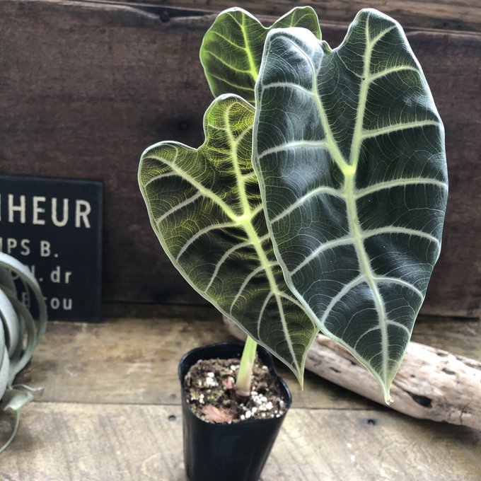 希少】アロカシア メロ オーレア 芋1個 アロカシア メロ | GREEN LUCK