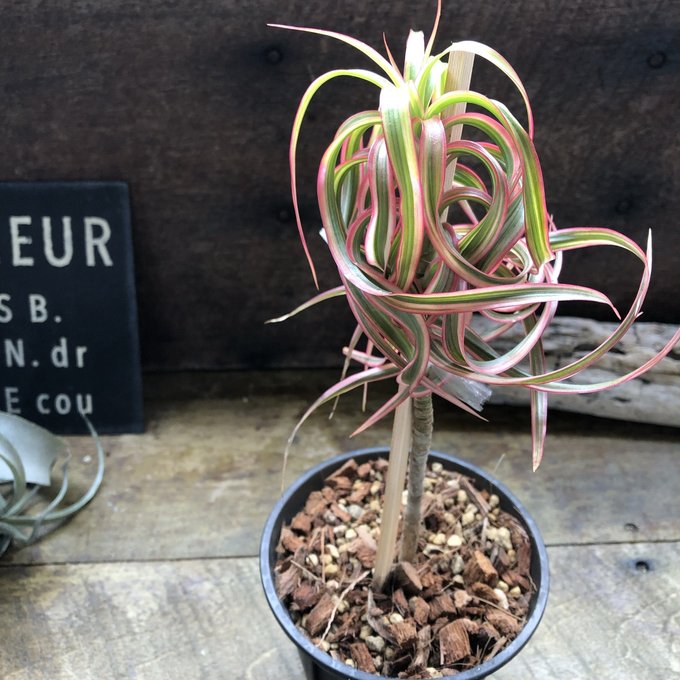 現品　ドラセナ　コンシンネ　マジェンタ　12番　観葉植物　ドラセナコンシンネ 楽天市場】観葉植物 ドラセナ コンシンネ マジェンタ : 花右衛門