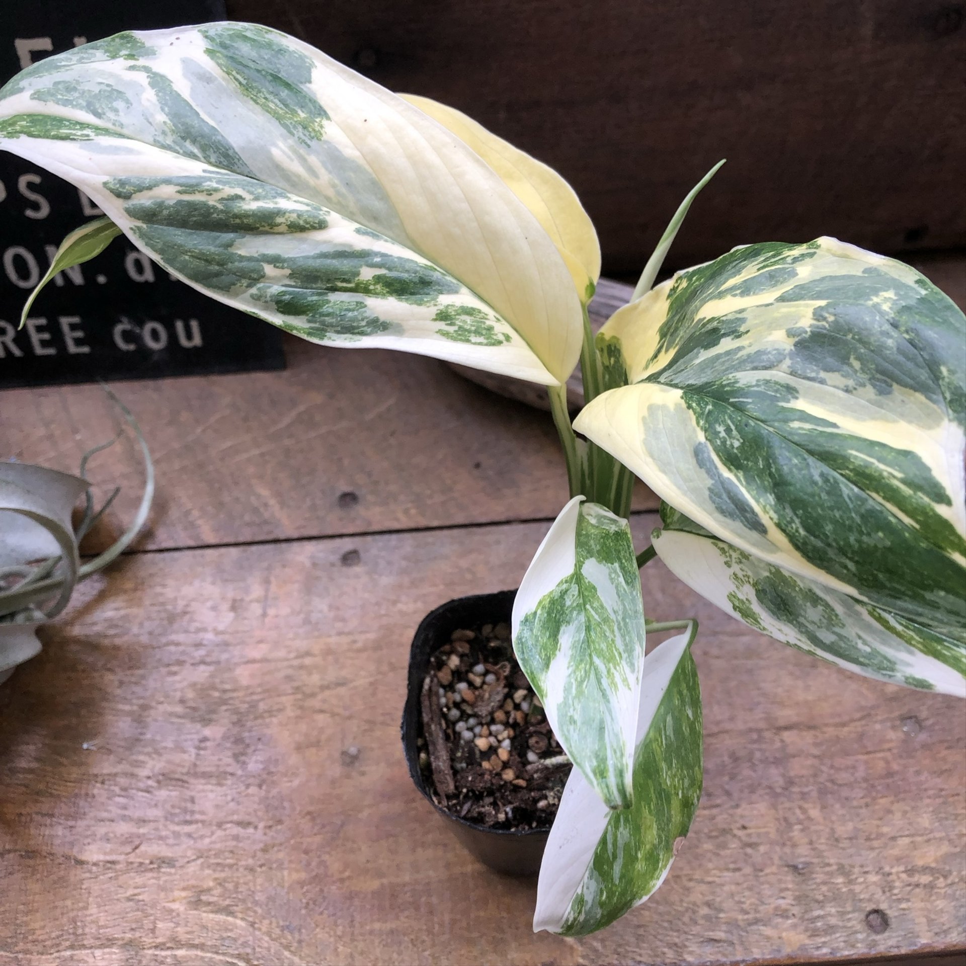 観葉植物　モンステラ 金運に効果的!？モンステラ6寸 観葉植物 その他インテリア雑貨