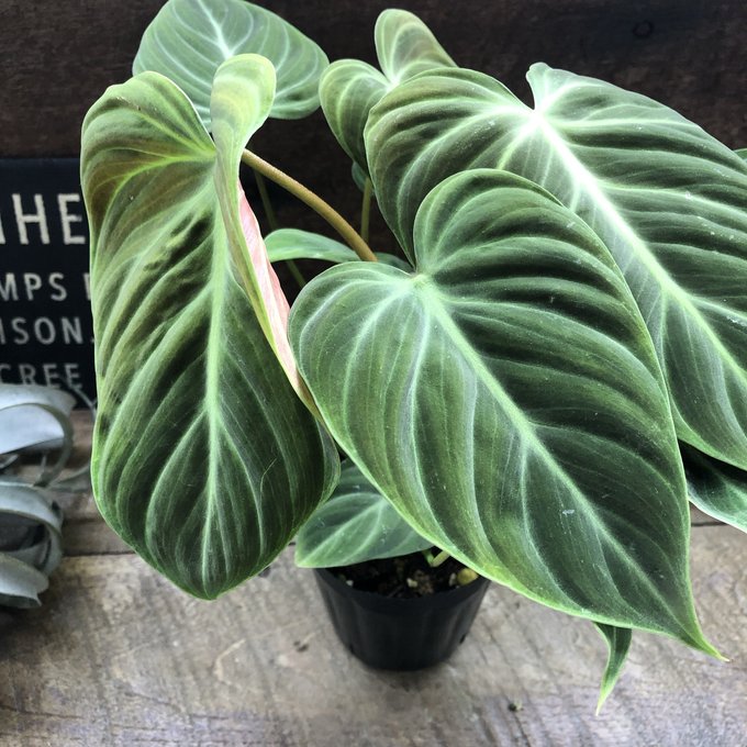 楽天市場】ディオーン スピヌロスム 観葉植物 おしゃれ ソテツ 楽天市場】ディオーン スピヌロスム 観葉植物 おしゃれ ソテツ