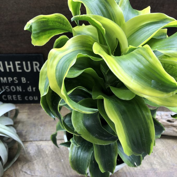 現品　ドラセナ　コンシンネ　レインボー　27番　観葉植物　インテリアグリーン ドラセナ コンシンネ レインボー 1点もの（現品・現物） | 観葉